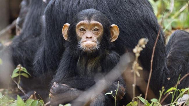 В челябинском зоопарке объявили конкурс на лучшее имя для новорожденной обезьянки