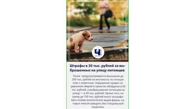 🐕В Госдуме подготовили закон о штрафах за жестокое обращение с животными