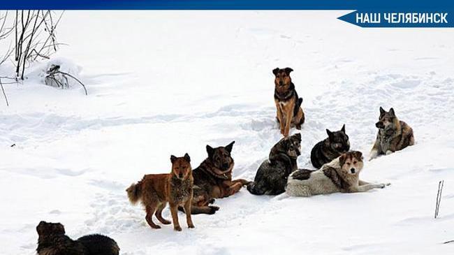 ❗ Челябинцы опасаются огромной стаи собак в парке Гагарина 🐕