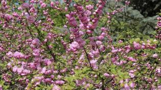 🌸 В челябинском парке зацвела сакура