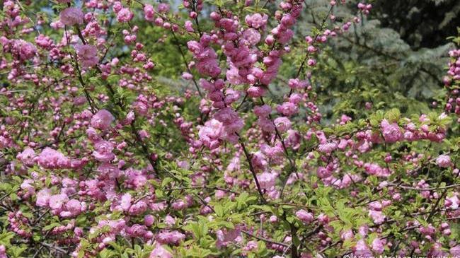 🌸 В челябинском парке зацвела сакура