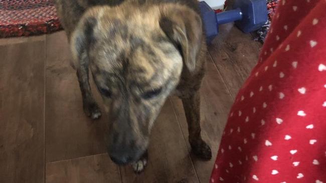 Нашла собаку 