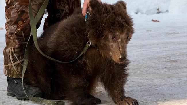 Мэр Троицка  запретил прогулки медведя по улицам
