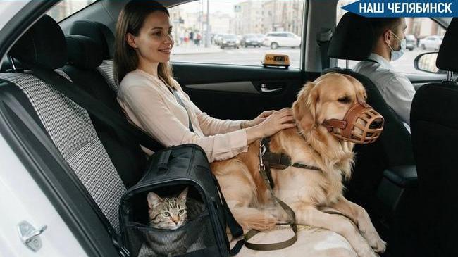 🐾 С 1 сентября поездки в такси с животными станут строже