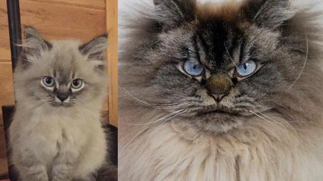 Этому злодею всего 2 года, а ощущение, будто он войну прошёл 😄