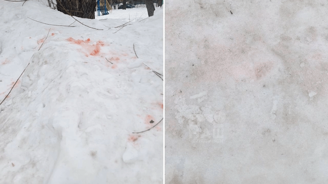 😨 Догхантеры активизировались в Челябинске