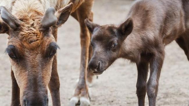 Челябинцев просят придумать имена новорожденным оленятам в зоопарке