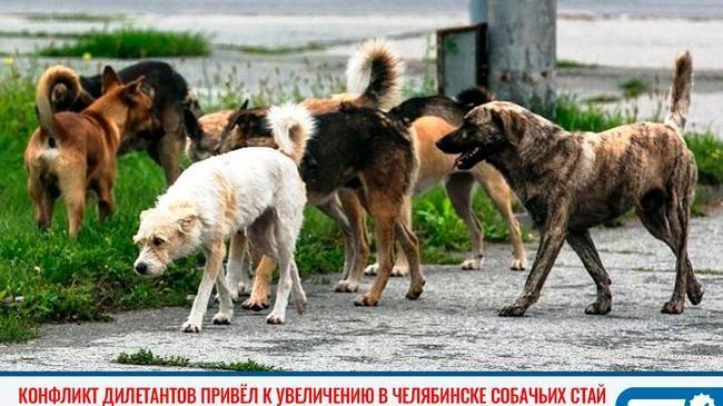 🐕 Конфликт дилетантов привёл к увеличению в Челябинске собачьих стай