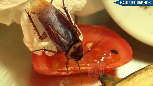 😱В Челябинске приостановили работу магазина суши из-за тараканов