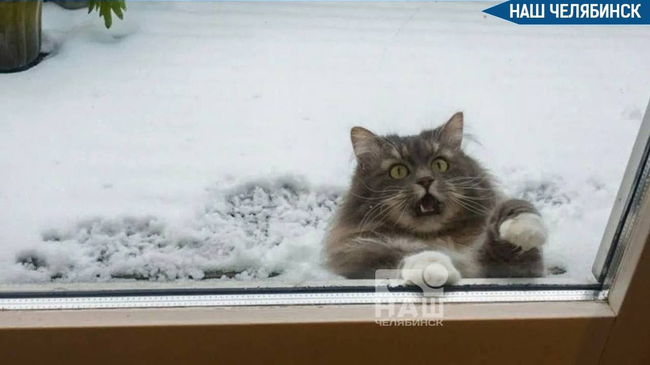 🥶 Морозы возвращаются? Штормовое предупреждение объявили в Челябинской области 