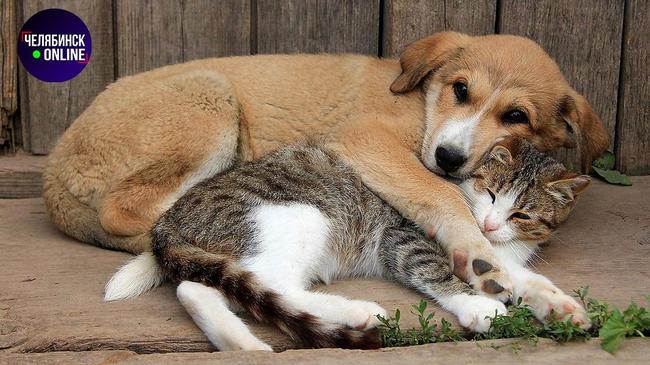 😸 В России могут ввести обязательную регистрацию домашних животных.