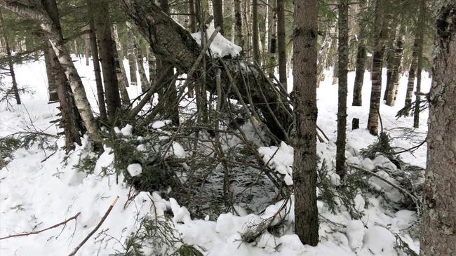 Зачем-то построили шалаш: на Таганае молодые туристы срубили 15 деревьев
