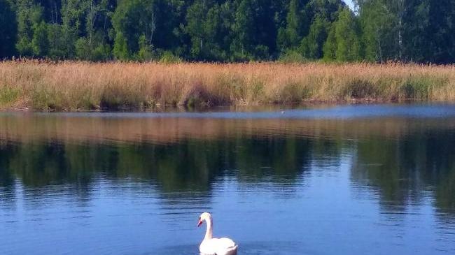 Прекрасное солнечное утро на озере Увильды ☀🦢