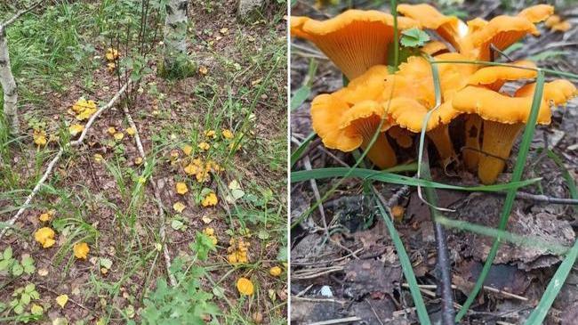 🍄🟫 В национальном парке «Зигальга» начался сезон сбора лисичек