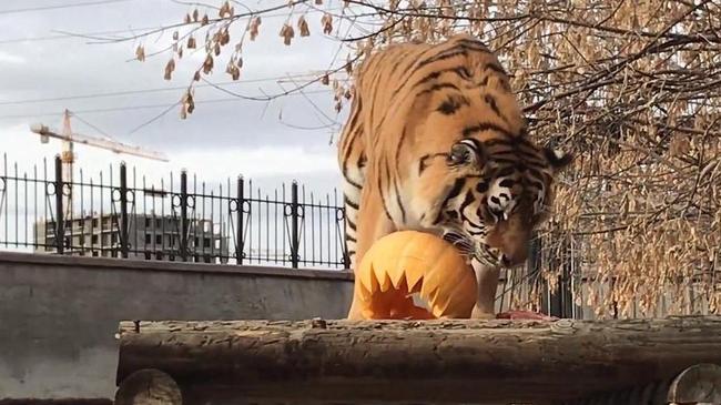 🎃 Челябинский зоопарк открыл сбор тыкв и кабачков для животных.