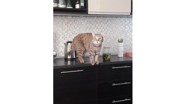 Кoгда застукали на кухне ночью😄