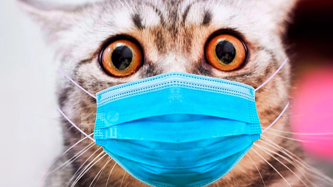 🦠 Распространение кошачьего коронавируса грозит России 