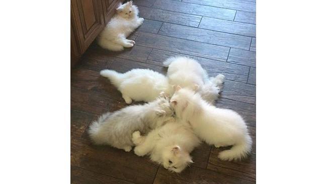 Мы вызываем меховое облачко 😄