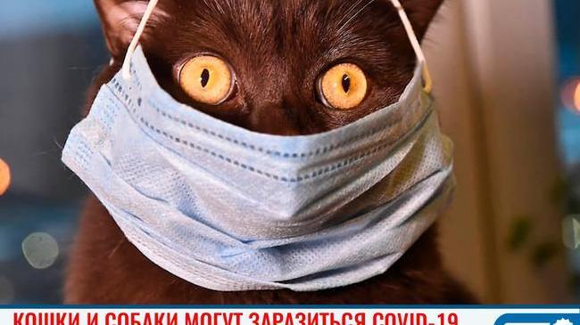 🦠🙀 Кошки и собаки могут заразиться COVID-19