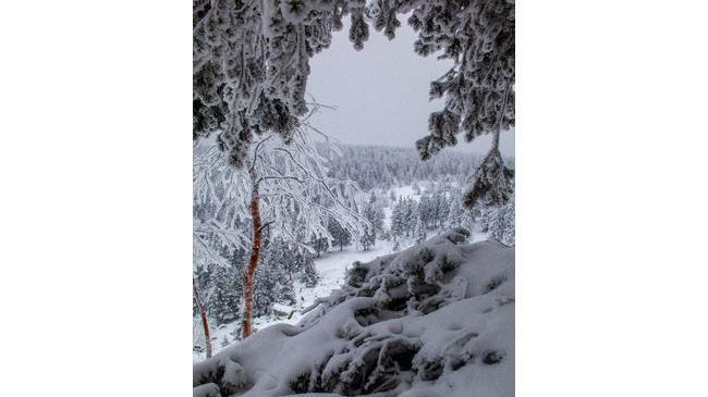 Доброе утро, Челябинск 😊❄ В уютном доме леса. Национальный парк Таганай, Челябинская область.