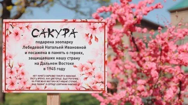 🌸 Невероятно красиво сейчас в Челябинском зоопарке 