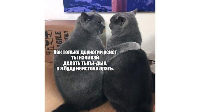 ...и так каждый вечер!