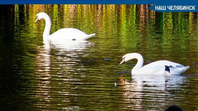 🦢 Пара белых лебедей была символом любви для жителей поселка Увильды Челябинской области. 
