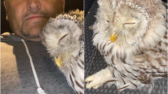 ⚡Челябинский силач спас сбитую грузовым автомобилем сову