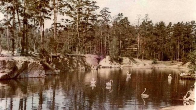 Лебеди в парке Гагарина, 1960-е годы. А в наши дни вы видели там лебедей?