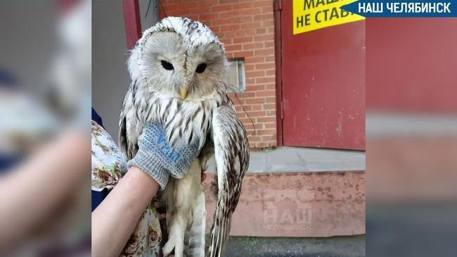 🦉 Полицейские спасли сову из заточения