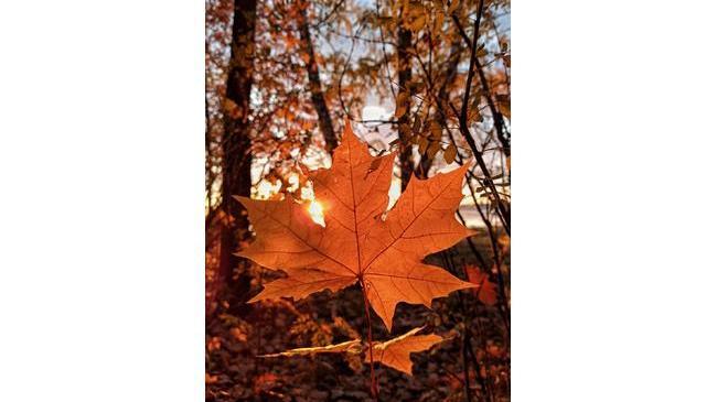 🍁🍂 Осенние листья в закатных лучах 🌞