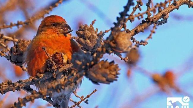 🐦 Живые мумии на елках