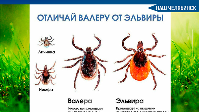 🐞 По словам экспертов нынешний год в Челябинской области станет неблагополучным по количеству укусов клещами.