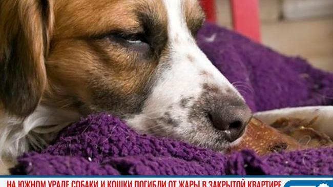 😱 Просто нет слов! На Южном Урале собаки и кошки погибли от жары в закрытой квартире 