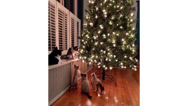 Обсуждeниe плана "уронить ёлку"