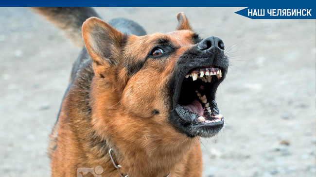 🐕 Владельцев пород собак, которые относятся к потенциально опасным, предупредили о новом штрафе. 