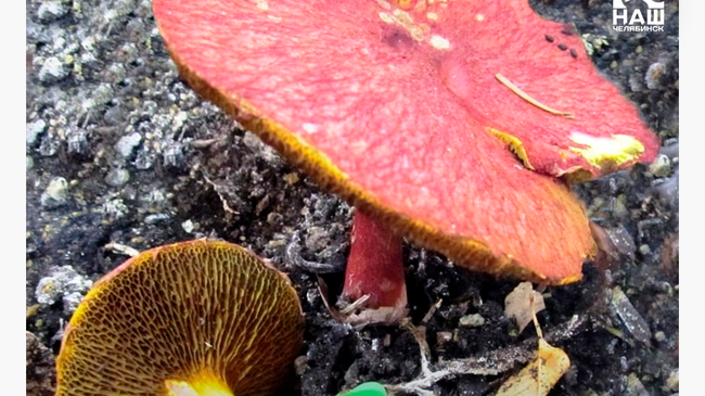 🍄 На Таганае обнаружили очень редкий гриб — решетник азиатский 