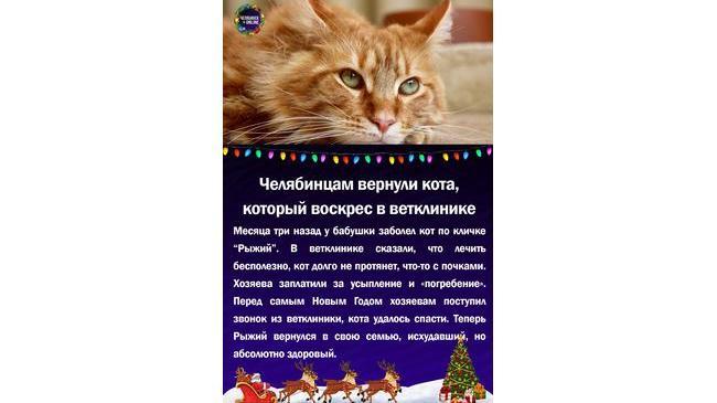 😃Челябинцам вернули кота, который воскрес в ветклинике