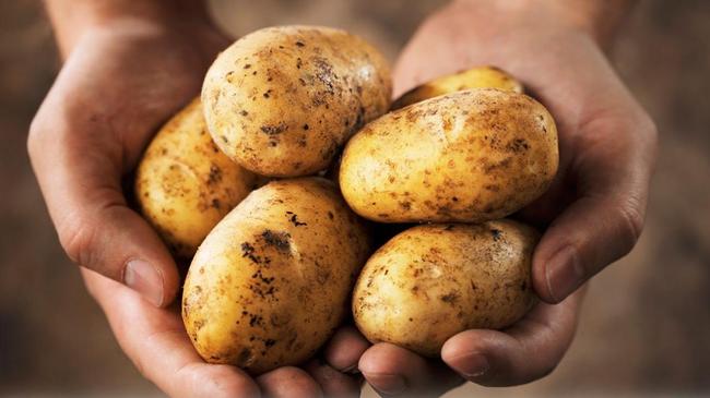 Байки из стайки: Картофельный бунт - бессмысленный и беспощадный