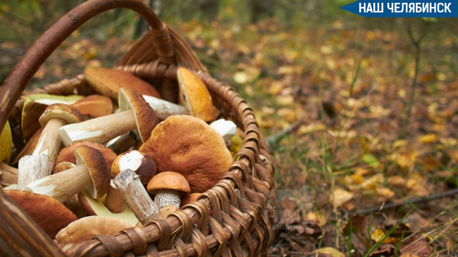 🍄 Запрет на сбор редких грибов