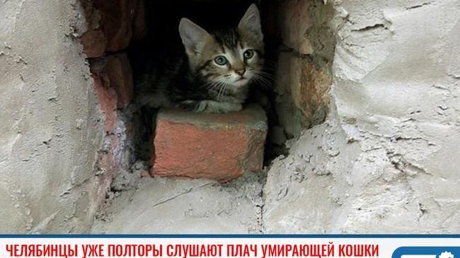 ⚡ Жильцы дома в Калининском районе Челябинска уже полторы недели слушают плач умирающей кошки 🐈