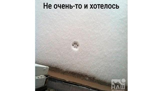 🥶🐾 Коротко о погоде в Челябинске: