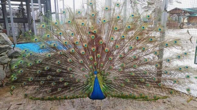 🌷Вместе с подснежниками распускаются павлины в челябинском зоопарке 😁