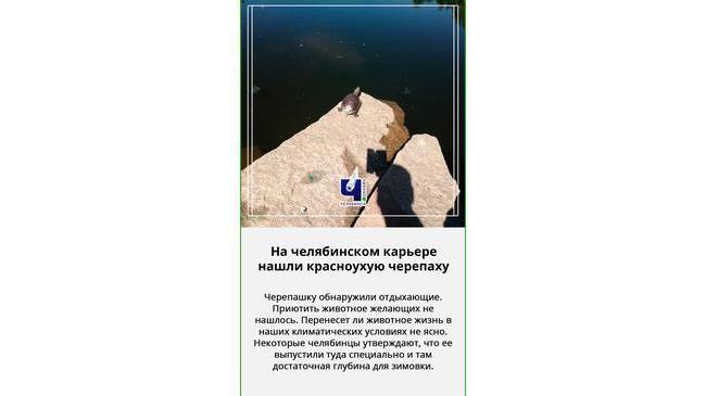 🐢 Челябинская Тортилла: на карьере в Советском районе завелась черепашка