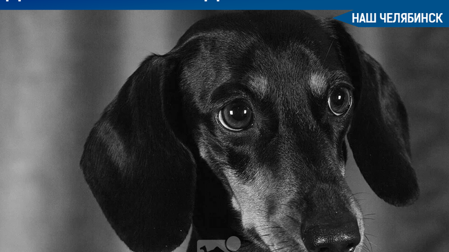 ❗В Челябинске живодера наказали за убийство собаки - он получил 230 часов обязательных работ. 