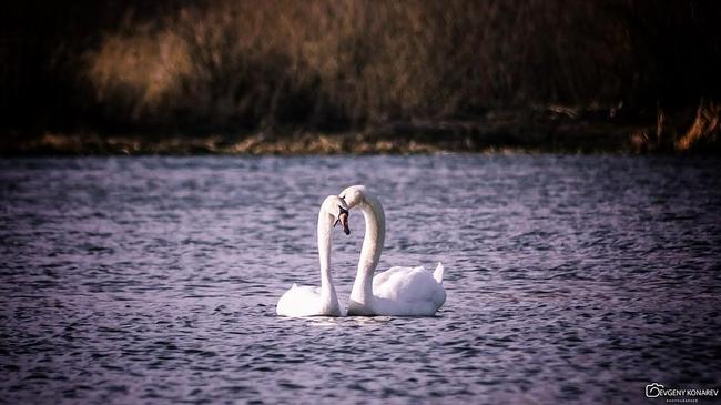 Белые лебеди на реке Миасс попали в кадр челябинского фотографа
