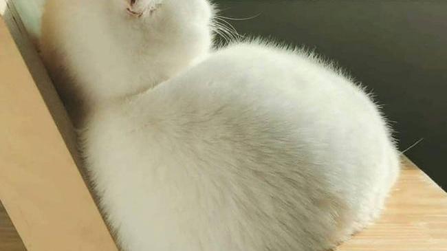 Иногда мне кажется, что мой кот - это не кот вовсе, а 2 шарика пломбира 