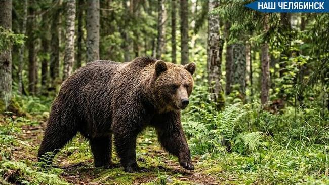 🎤 Туристы в нацпарке «Зюраткуль» спаслись от медведя с помощью песни