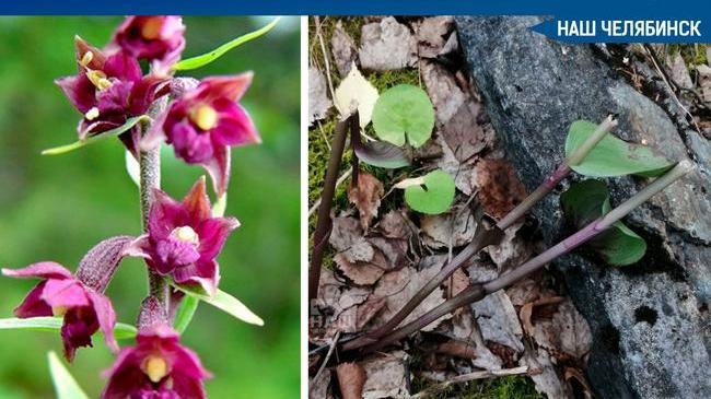 🌺 В нацпарке «Таганай» на Ахматовской копи неизвестные собрали букет расцветающих дремликов темно-красных. 