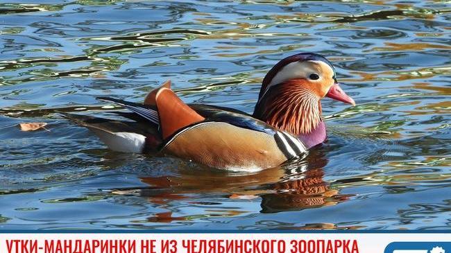 ⚡ Челябинский зоопарк заверил, что утки-мандаринки из пруда в ПКиО им. Гагарина им не принадлежат